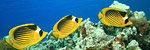 Featured Caribbean Cruises